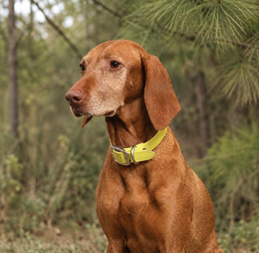 Maggie